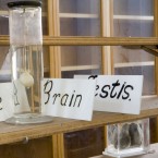 Anatomical specimens, 2006.