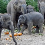 Baby elephant Budi taking a moment before completely mashing a pumpkin. (Image: Dublin Zoo/Patrick Bolger Photography 2011)