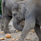 Let's face it, all those pumpkins are in for a good mashing. (Image: Dublin Zoo/ Patrick Bolger Photography 2011)