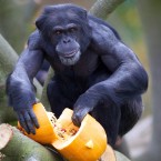 The pumpkins don't stand a chance against this fella... (Image: Dublin Zoo/Patrick Bolger Photography)