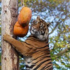 Sumatran tiger Kepala checks out the surprise pumpkin feast at Dublin Zoo. (Image: Dublin Zoo/Patrick Bolger Photography 2011)