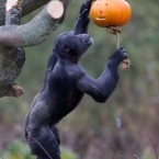 Another chimp gets to grips with the Zoo's new pumpkin patch. (Image: Dublin Zoo/Patrick Bolger Photography)