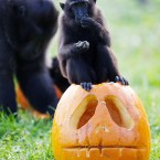 Omnomnomnom... (Image: Dublin Zoo/Patrick Bolger Photography 2011)