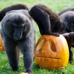What's all this, then? Sulawesi crested macaques get to grips with carved pumpkins. (Image: Dublin Zoo/Patrick Bolger Photography 2011)