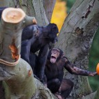 Chimpanzees Austin, Bossou, Florin, Betty and Wendy share a gourd-related joke at Dublin Zoo. (Image: Dublin Zoo/Patrick Bolger Photography 2011)