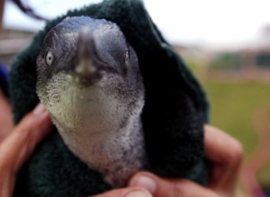 A little blue penguin is been dried by a rescue worker after it swam in a water pool during a cleaning session to get rid of fuel oil from its body at the wildlife facility in Tauranga, New Zealand