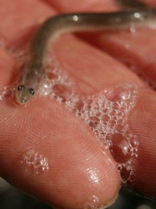 File photo of a baby eel
