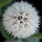 Frost in Fiona McGrath's garden this morning