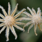 Another close-up from Fiona's garden