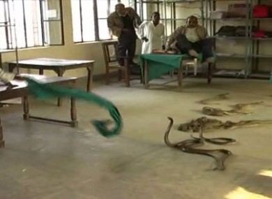 A man fends the snakes off with a tablecloth during the snake protest in Basti.