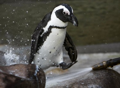 File photo of an African penguin