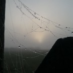 Early morning dew drops, Castlelyons, Co Cork