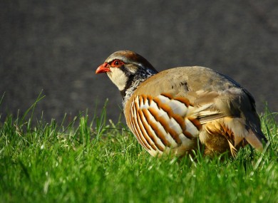 A partridge (pear tree not pictured)