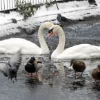 Swans, birds and ducks pictured on the frozen lake in St Stephens Green in Dublin.
Photo: Laura Hutton/Photocall Ireland