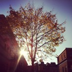 Sunshine through a tree at Dublin Castle