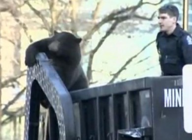 A conservation officer approaches the bear on board the truck on Monday.