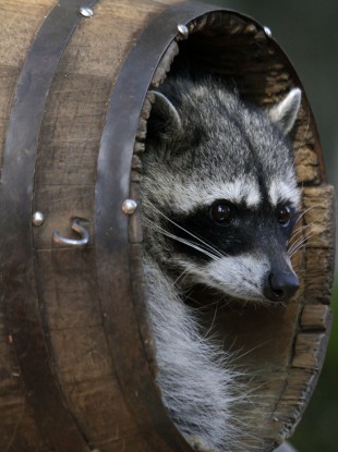 Not the raccoon in question (File photo)