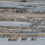 Snowy sheep on the hills above the Glens in Co Antrim. (Paul Faith/PA Wire)