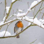 Another puffed-up robin sitting on a branch in Hexham, England. (Owen Humphreys/PA Wire)