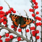 A butterfly sits on red berries between snow showers in the Scottish Borders. (David Cheskin/PA Wire)