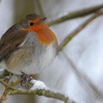 A plump robin sits on a snow covered branch in Allenheads, Hexham, England. (Owen Humphreys/PA Wire)