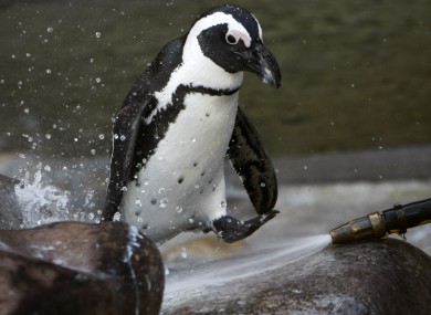 File photo of an African penguin