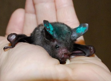 Lil' Drac, ain't he just the cutest? 
