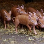 Rosie, the Tamworth pig, welcomed an energetic litter of five males and five females to Dublin Zoo last week. (Image: Patrick Bolger Photography 2012) 