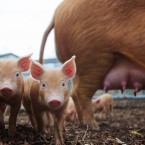 Piglets pose for their portrait. (Image: Patrick Bolger Photography 2012)
