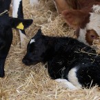 The calf is jet black except for a white star on his forehead and four white socks. (Image: Patrick Bolger Photography 2012)