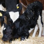 A little calf's first steps... (Image: Patrick Bolger Photography 2012)