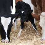 The new arrival gets a few lunch tips for later. (Image: Patrick Bolger Photography 2012)