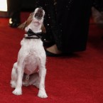 Uggie the dog from The Artist arrives in his formal wear for the 69th Annual Golden Globe Awards. (AP Photo/Matt Sayles/PA Images)