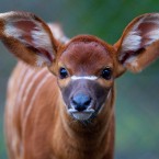 Image: Dublin Zoo/Patrick Bolger Photography 2012