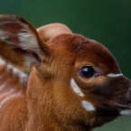 Image: Dublin Zoo/Patrick Bolger Photography 2012
