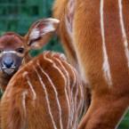Image: Dublin Zoo/Patrick Bolger Photography 2012