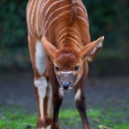 Image: Dublin Zoo/Patrick Bolger Photography 2012