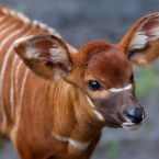 Image: Dublin Zoo/Patrick Bolger Photography 2012