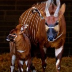 Image: Dublin Zoo/Patrick Bolger Photography 2012