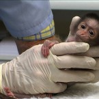 (Image via RTÉ The Zoo)