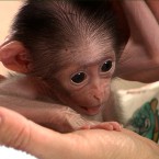 (Image via RTÉ The Zoo)