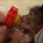 (Image via RTÉ The Zoo)