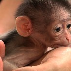 (Image via RTÉ The Zoo)