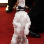All dressed up for the 69th Golden Globes in Los Angeles. (AP Photo/Matt Sayles)
