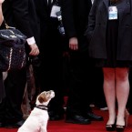Hitting the red carpet at the Golden Globes. (Trae Patton/AP/PA Images)