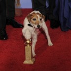 The pooch celebrates The Artist's Golden Globes win in January. (AP Photo/Mark J. Terrill/PA Images)