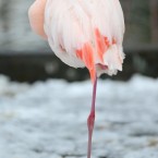A flamingo nestles into its own feathers in the snow at London Zoo. Image: Anthony Devlin/PA Wire