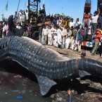 Fishermen say they found the 40-foot whale dead near Karachi in the Arabian Sea. (AP Photo/PA Images)