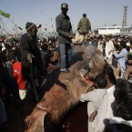 People surround a carcass of whale shark in Karachi, Pakistan yesterday. (AP Photo/Shakil Adil/PA Images)