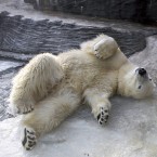 A polar bear in Prague Zoo in the Czech Republic finds a place for relaxation in the freezing cold. Image: CTK Photo/Katerina Sulova/PA Images